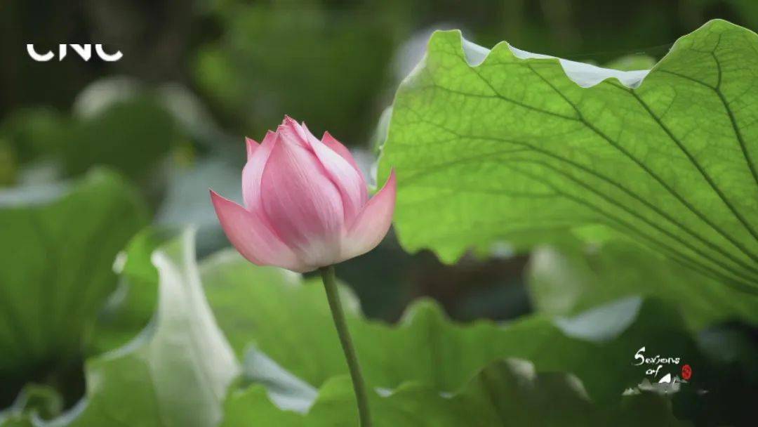 狂飙97叫板bbc这部国宝级神作每一帧都好绝