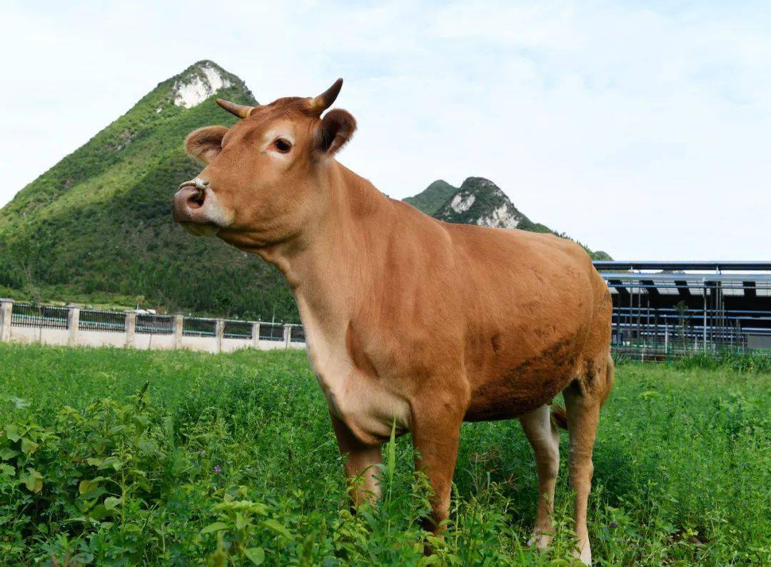 好山好水好牛肉