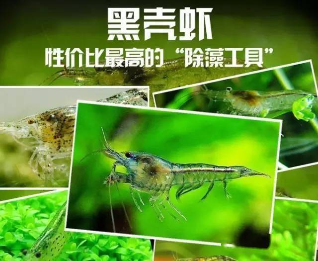 研究一下黑壳虾的繁殖解决鱼鱼们的粮食问题