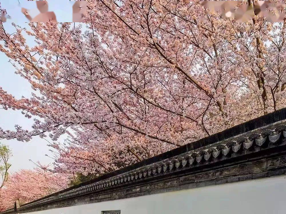 推荐观赏地:清潩河樱花园(宏腾大道与劳动路交叉口东北角),西湖公园