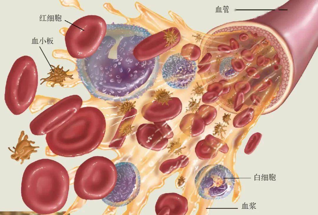 血液血浆血细胞概念图图片