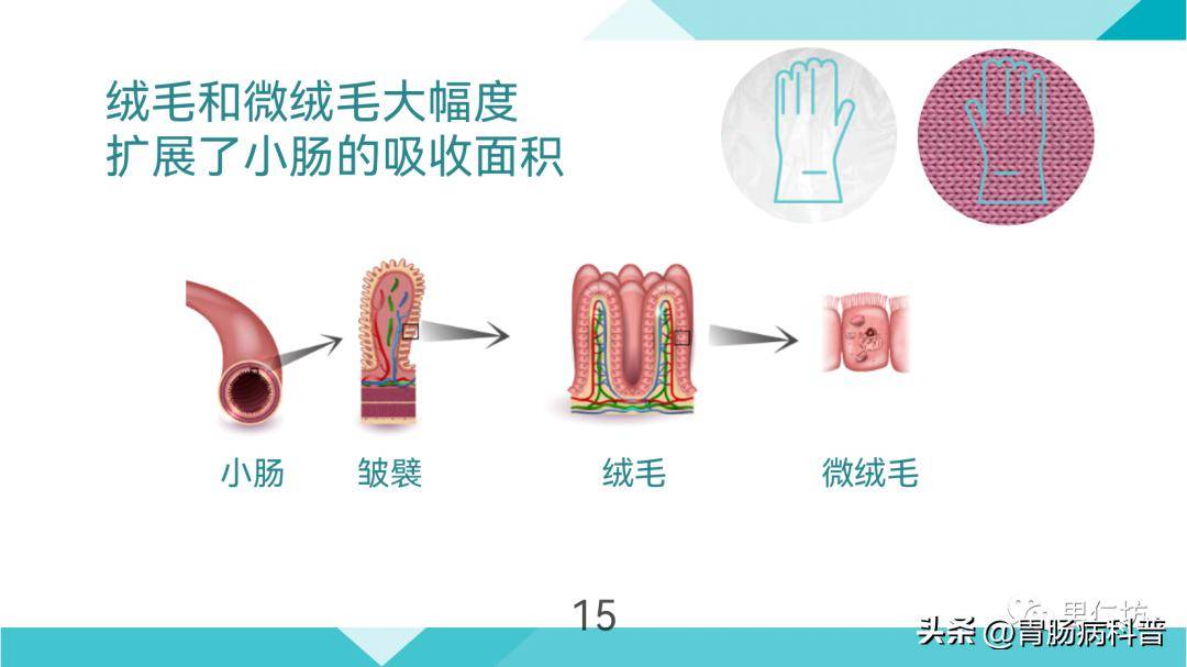 大肠和小肠的作用图片