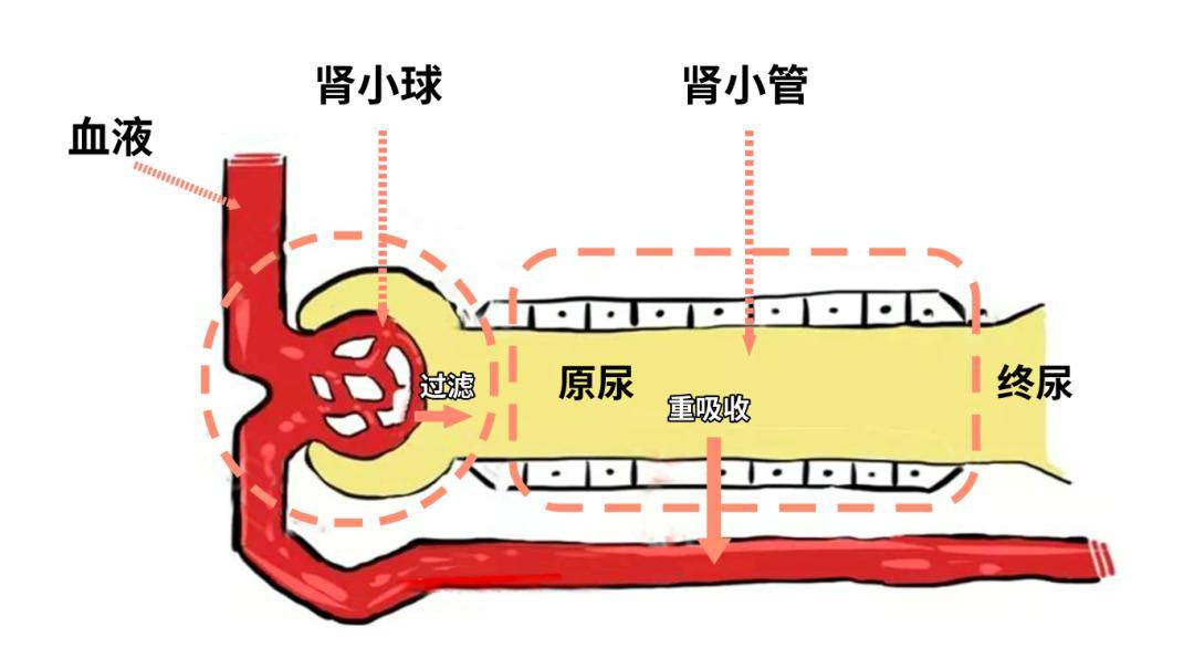 死亡率比肝癌还高的疾病