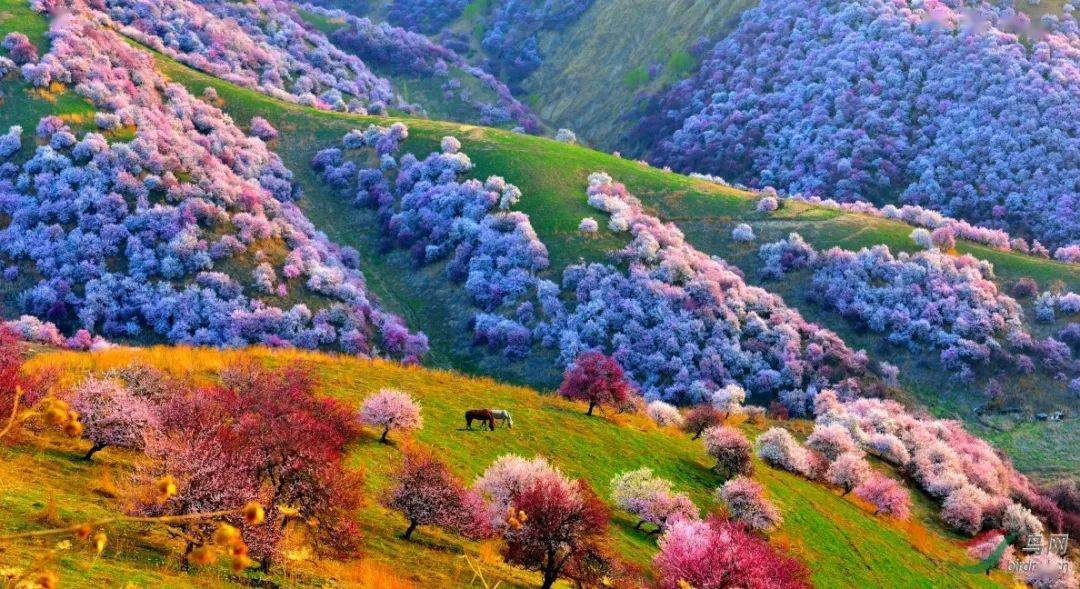 【国旅自组】力哥带你赏新疆   吐尔根杏花,那拉提双草原,赛里木湖