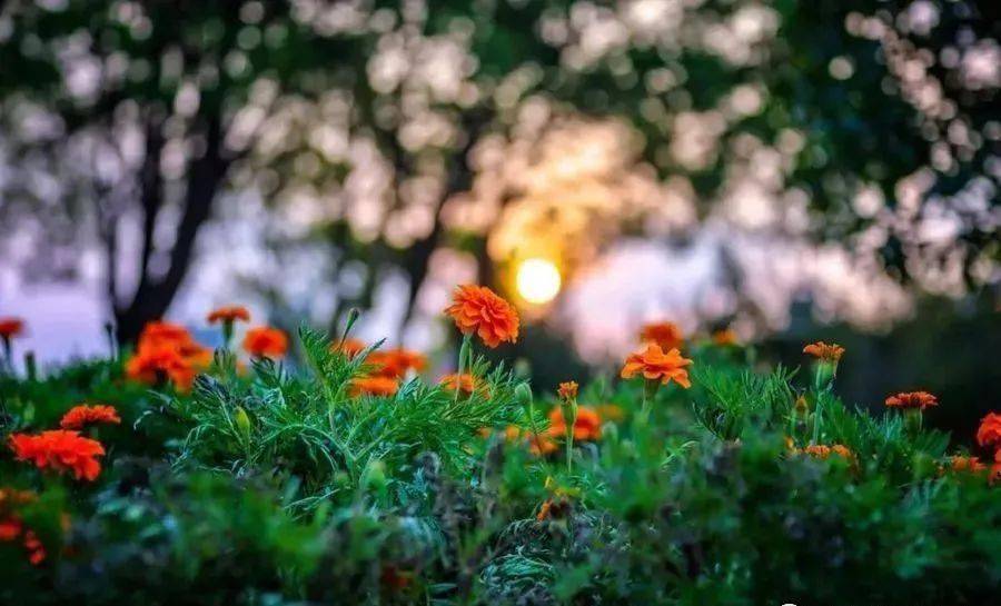 野径云俱黑,江船火独明.晓看红湿处,花重锦官城.