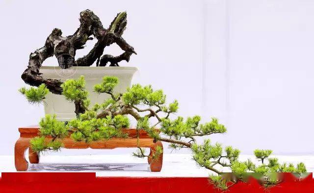韩学年作品《云鹤仙骨》(山松)▲吴成发作品(榕树,树高120cm)荣获第