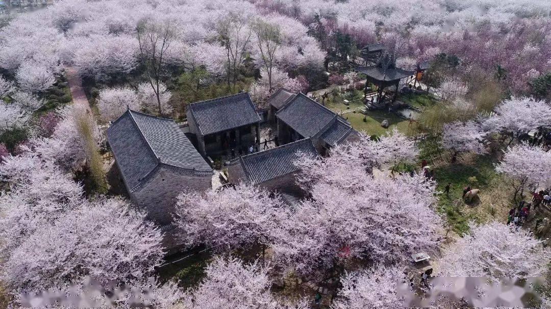 西湖公园,中央公园梅花盛开;天宝河畔,清潩河游园迎春花"铺"成"花毯"