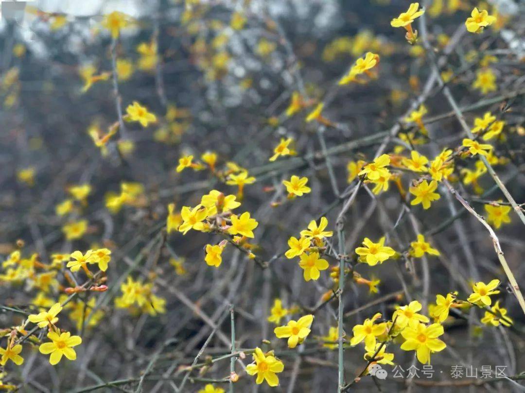 迎春花开属于泰山的春天来了