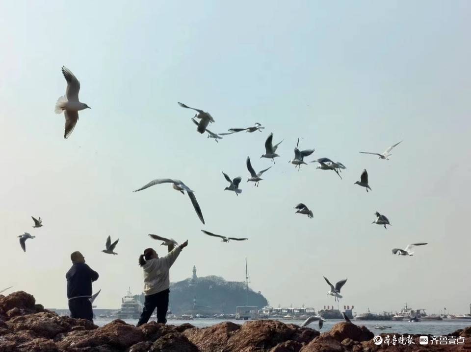 打卡青岛栈桥喂喂海鸥拍拍照