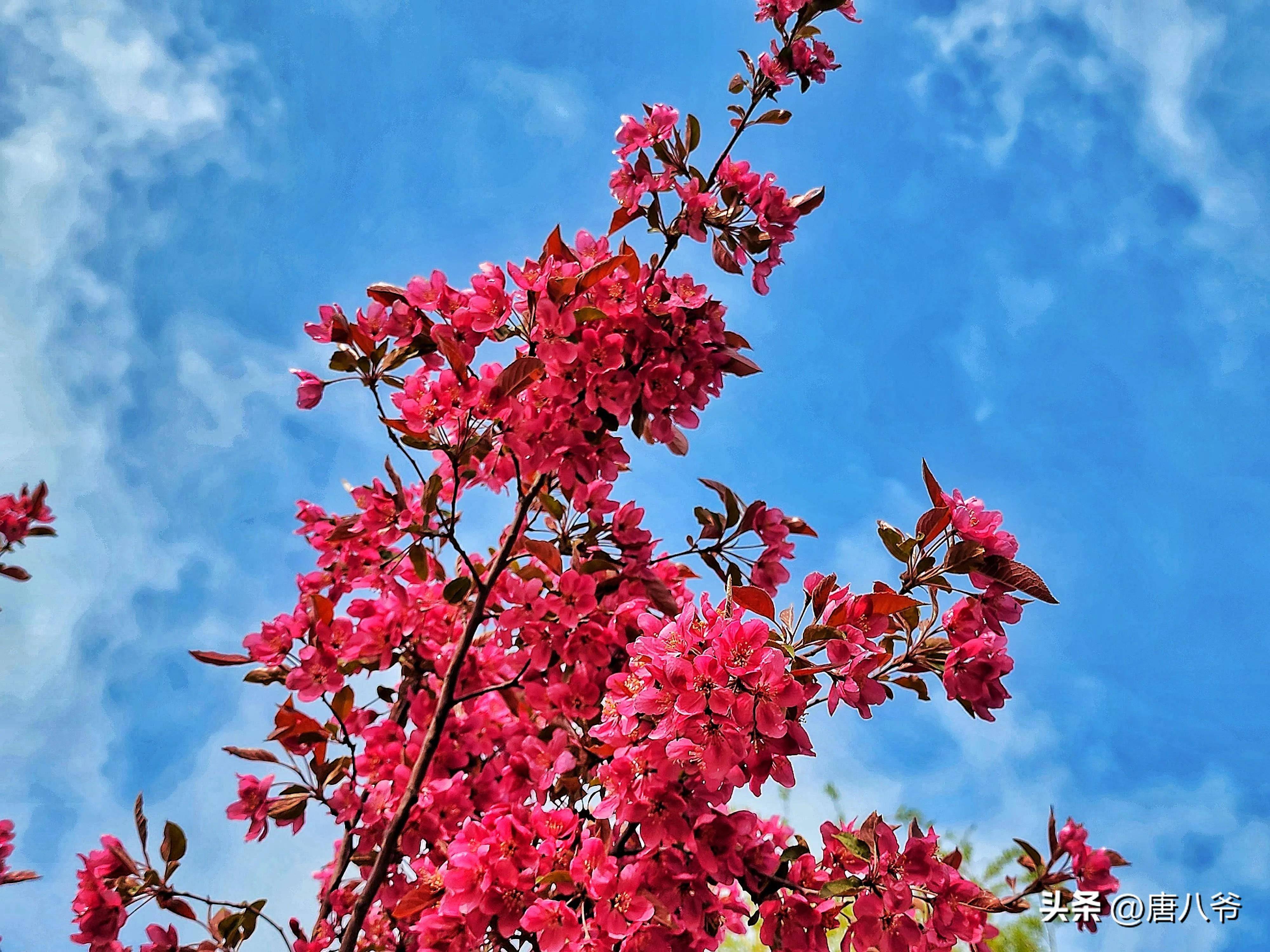 红红的桃花像一幅美丽的画卷,使人们沉醉于这如诗如画的美景中