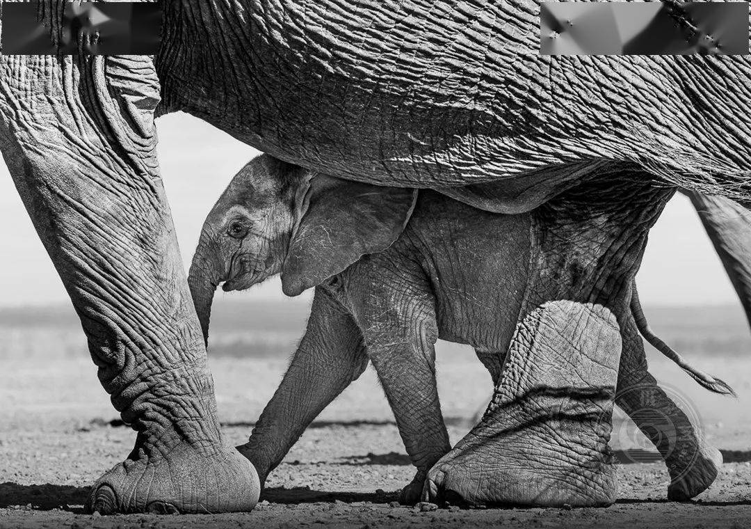 原创业余组2023年国际黑白摄影大奖赛野生生物类获奖作品公布下