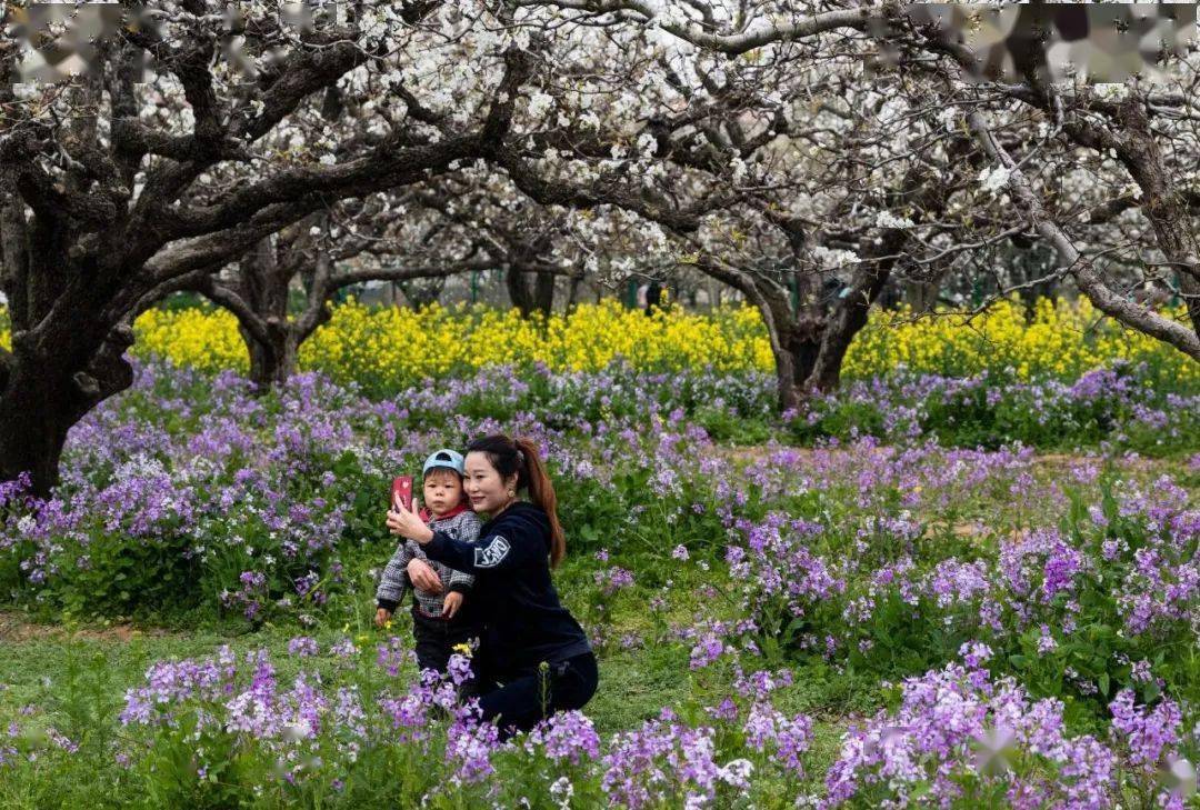 巫山梨花节图片