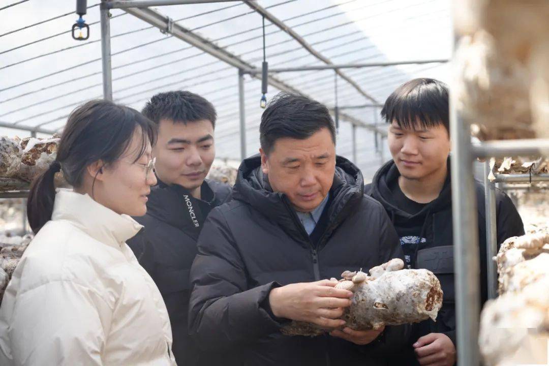 在随县,十堰,钟祥等香菇主产区示范推广香菇优良品种及香菇玉米秆颗粒