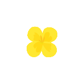 春来赏花去,香飘三五里朵朵樱花粉嫩娇艳开得正艳的油菜花让乡村大地"