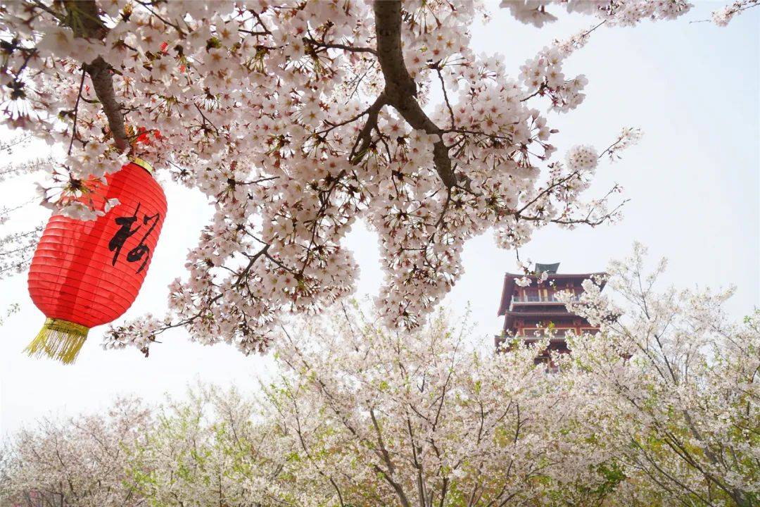 郑州桃花峪樱花图片