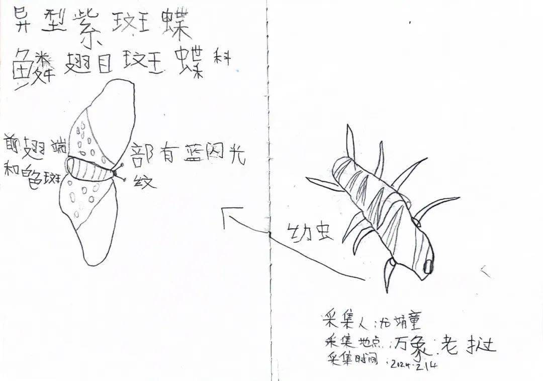 尤靖童的自然笔记尤靖童进行科普分享尤靖童认为自然课堂是宝贵的成长