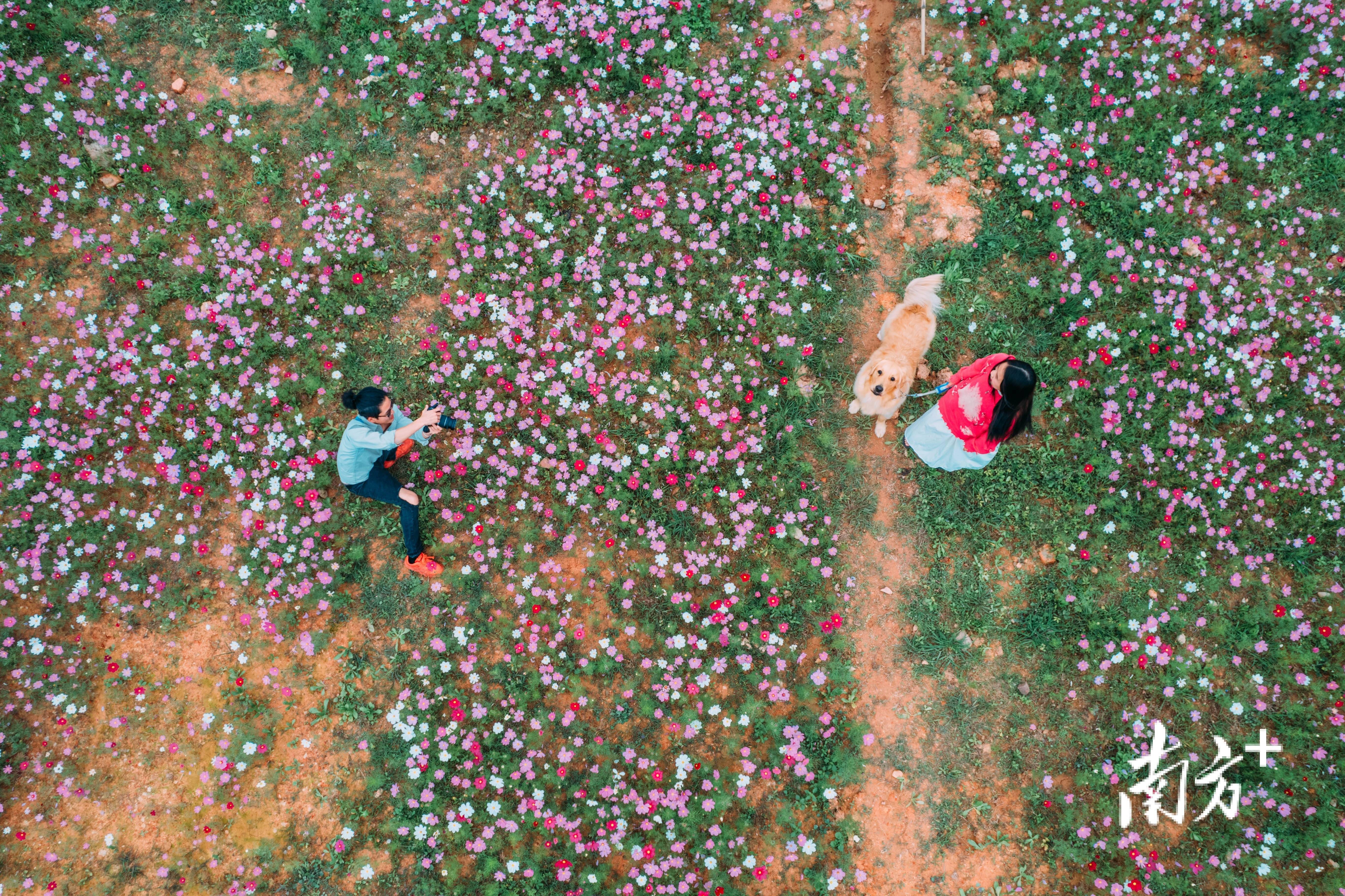 多图最美人间三月天惠州无处不飞花