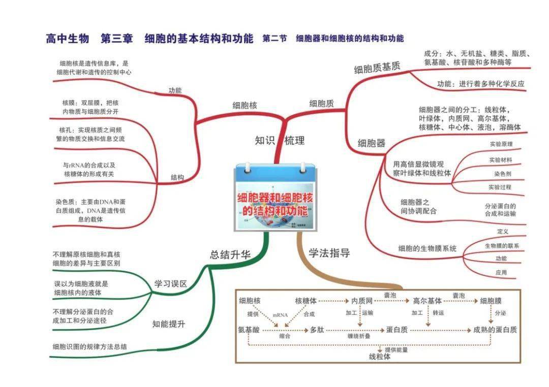 高中生物 全套思维导图