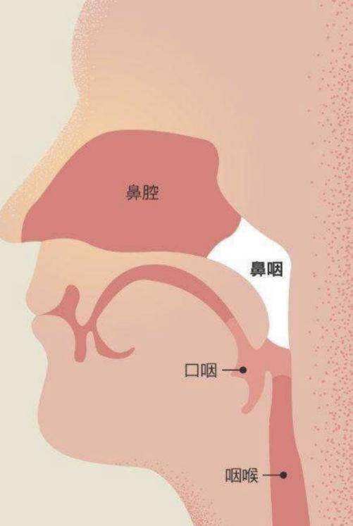 鼻咽后壁位置图片