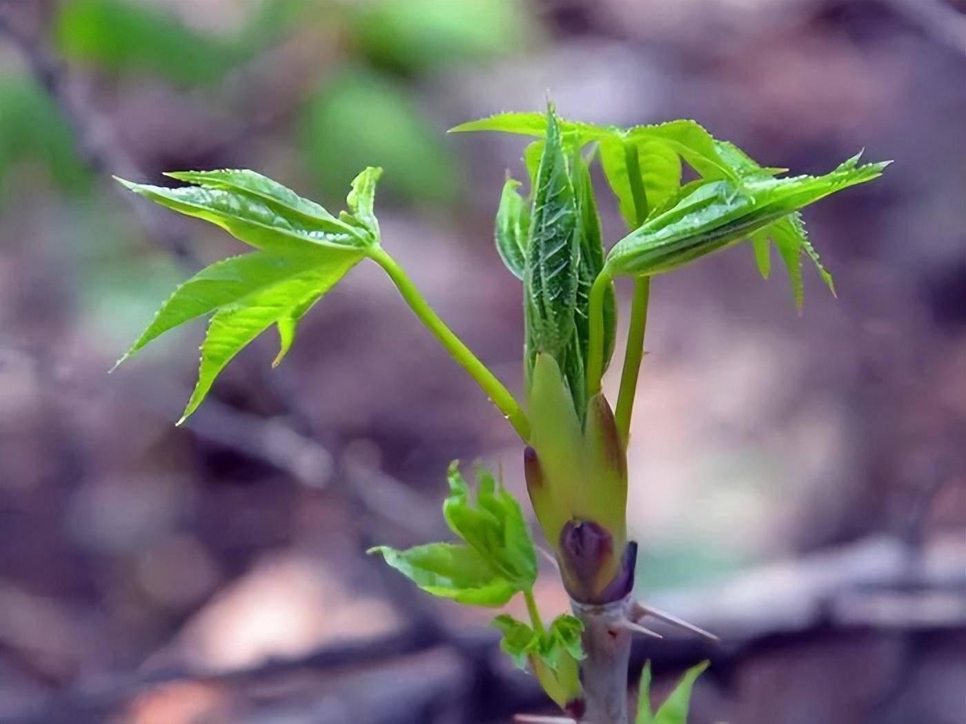 春天山上野菜图片