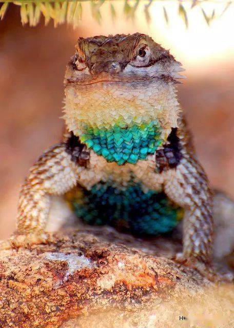 只发一次罕见的奇兽大全见过三种算你牛