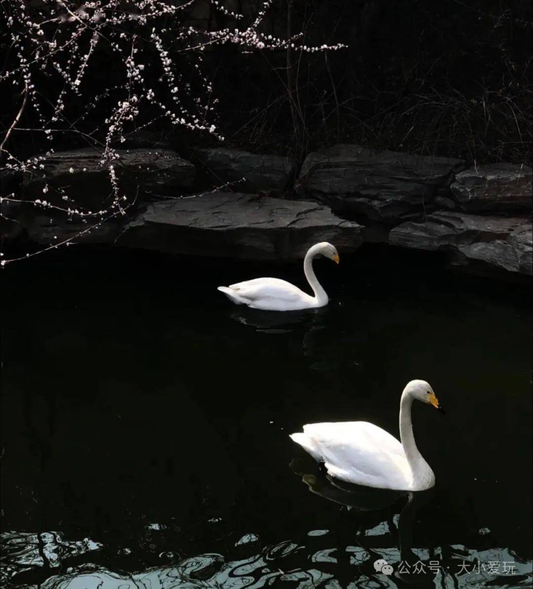 还有很多灵动的小动物能让娃们亲近,室内的小鱼,鸳鸯,室外的鸭子,孔雀