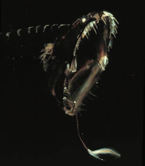 对深海的恐惧可能来自这些