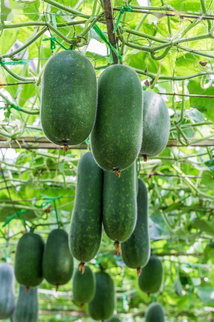 按吨起步支援湖北的蔬菜背后是世界第一硬核蔬菜大国