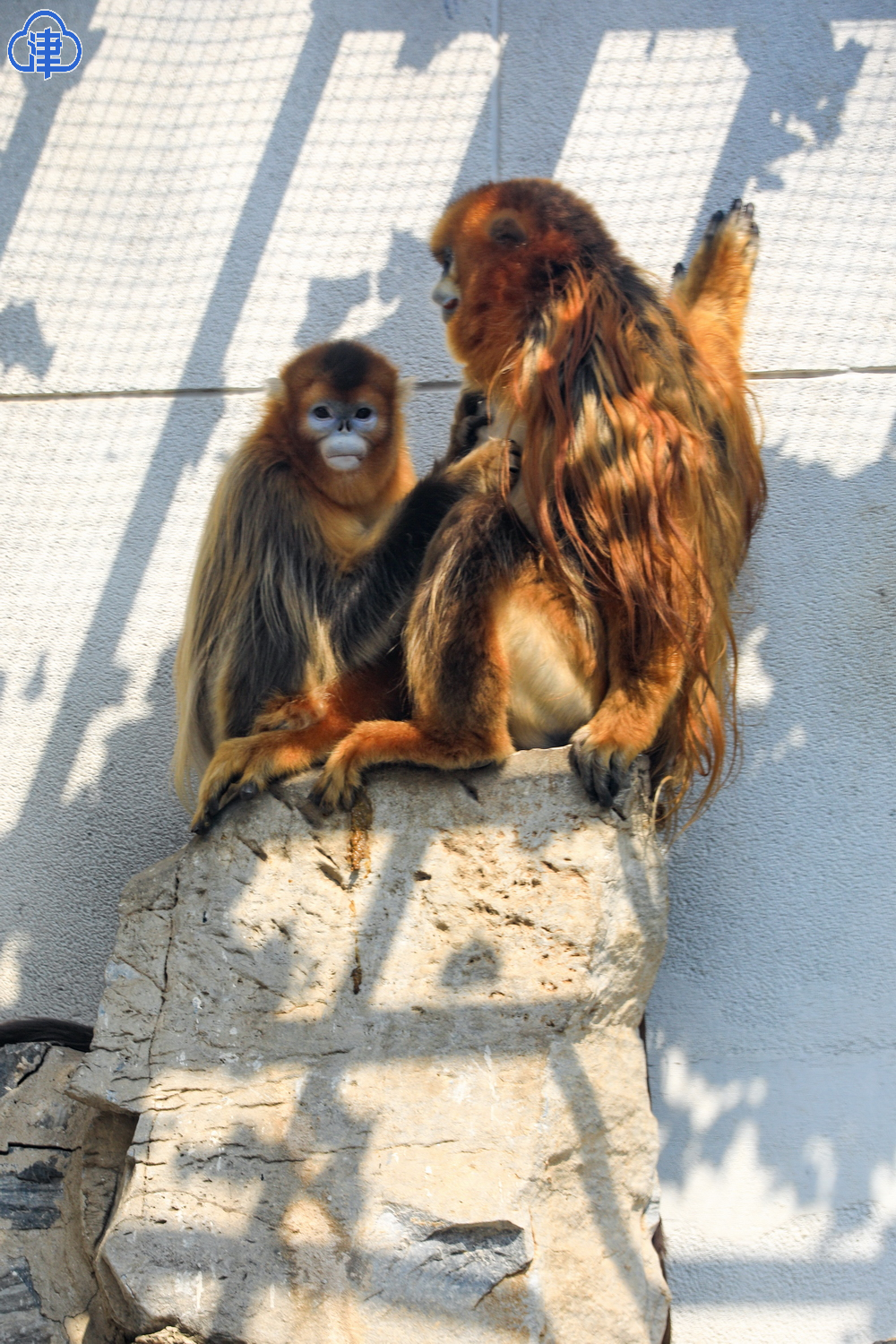 天津动物园两只金丝猴成功相亲