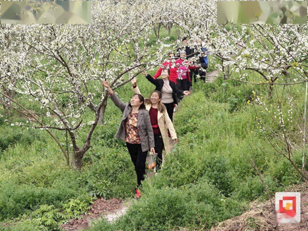 富全镇蒲余村李花绽放村民欢欣鼓舞共绘兴村富民新画卷