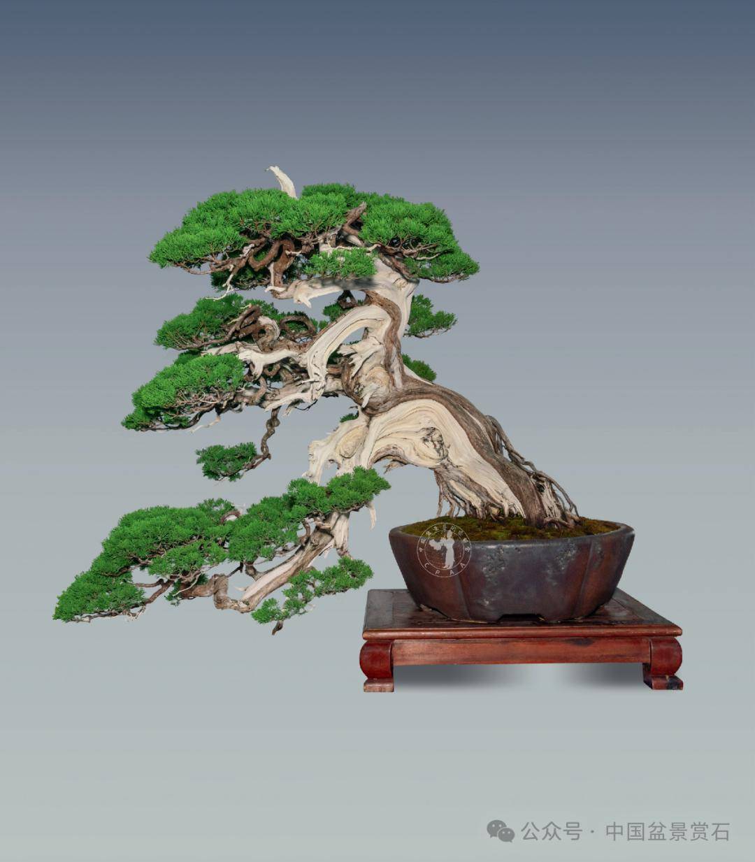 评委解读丨2023中国鼎中国盆景非遗文化传承奖张文生藏品观沧海