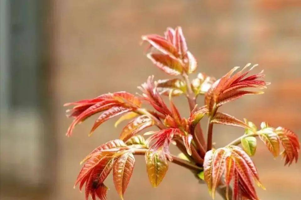 春来尝春菜这五种春菜好吃又健康