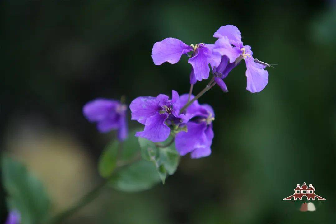 花情预报