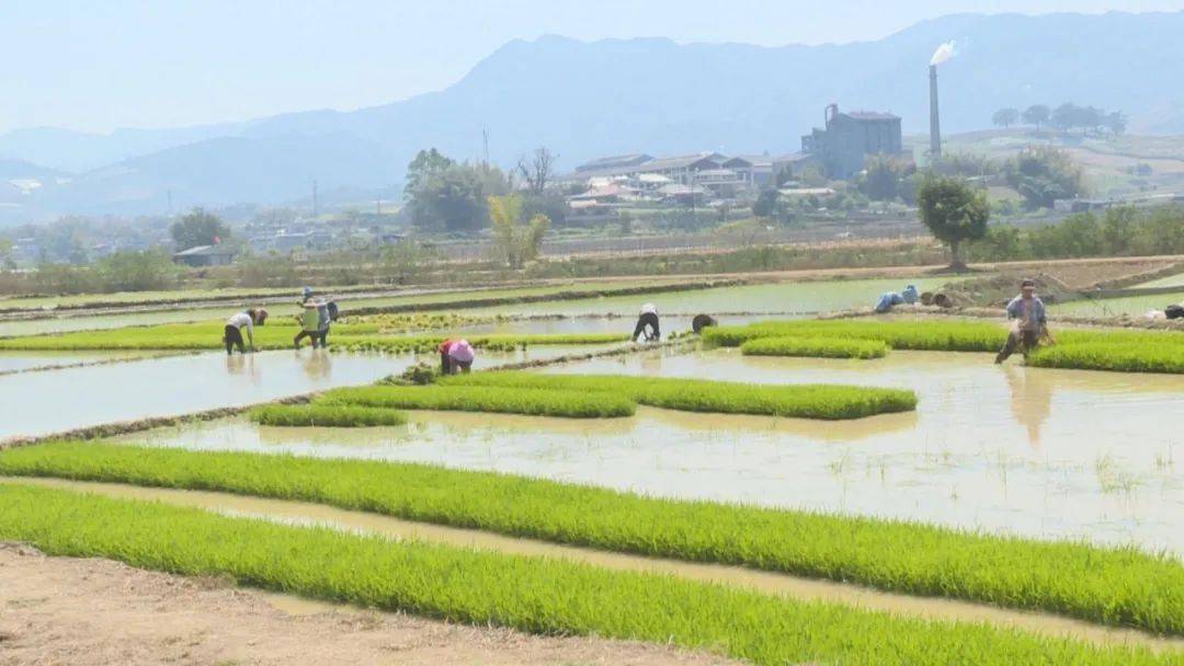春耕生产正当时早稻下田插秧忙