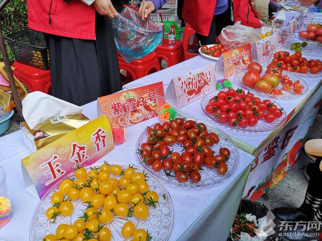 色彩缤纷口感各异2024年金山番茄节开幕