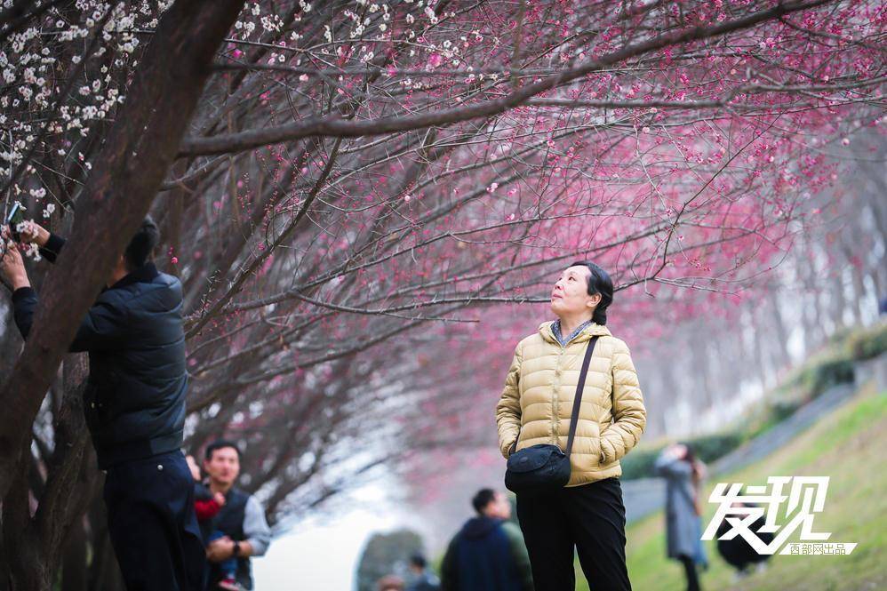 三五游人或嬉笑穿行在梅花丛中,或陶醉在梅花的沁香中,览尽梅林美丽