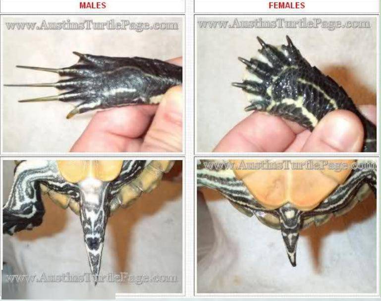 下图是一只仓鼠,身上可能看到有异常的地方,实际上它可能完全是一个