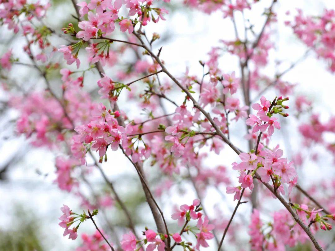 肇庆粉色樱花海已盛放!这里能快速入园赏花→_西江_景区_游客