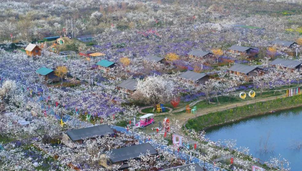 砀山梨花观赏地点图片