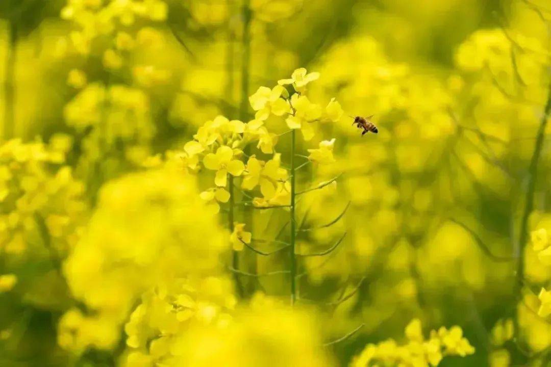 泰达城市公园油菜花图片