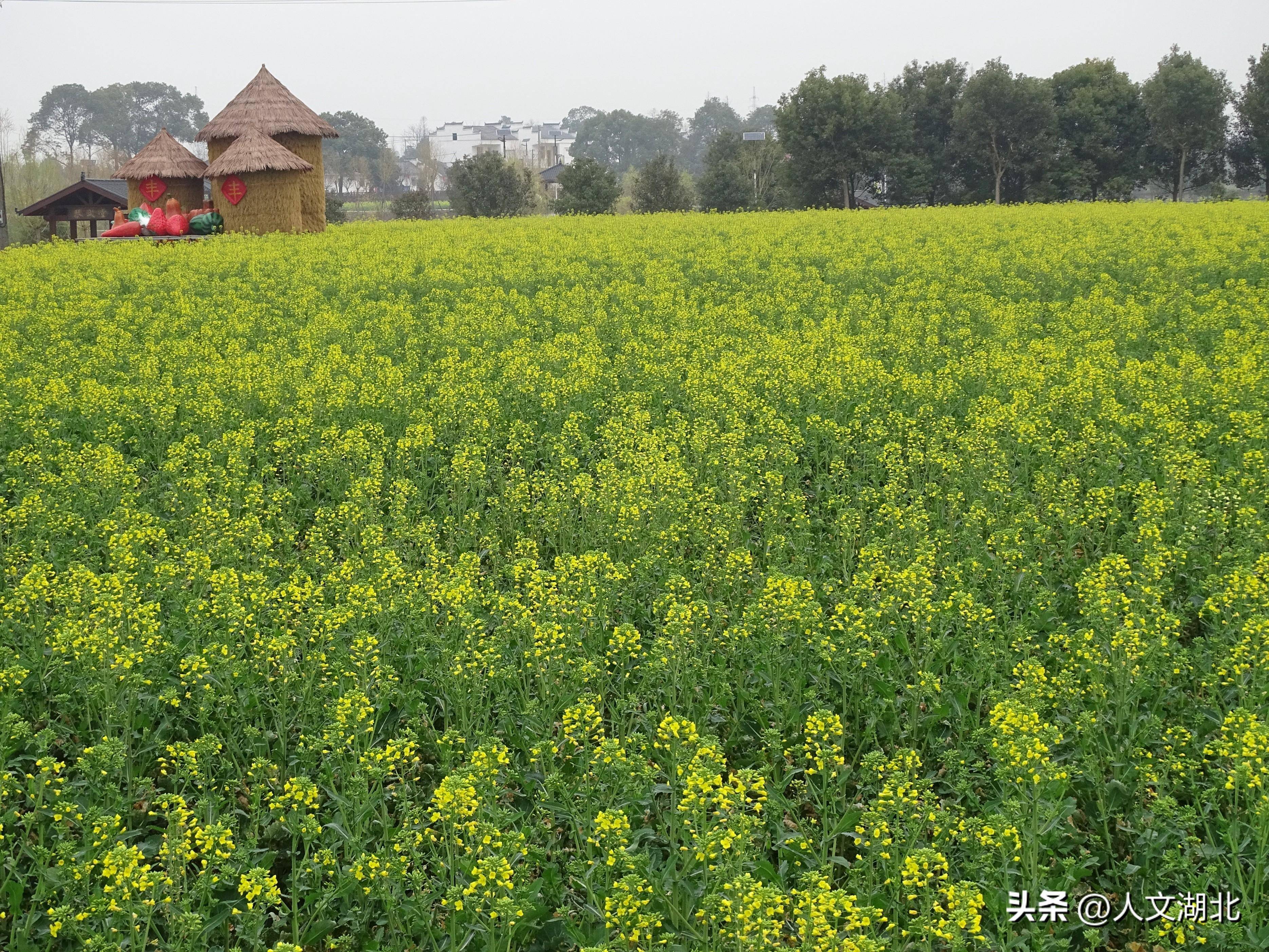 第三届湖北乡村音乐潮暨2024荆门沙洋油菜花季旅游活动启幕