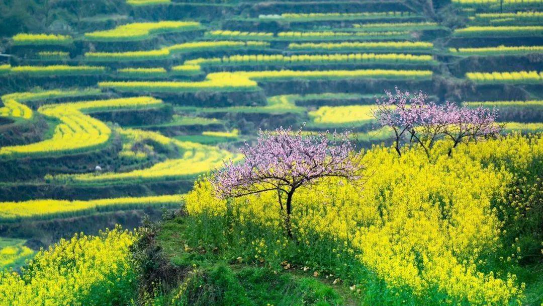覆卮山中,徒步,观景,更美的心情,更愉悦的亲子时光~_古村_梯田_油菜花