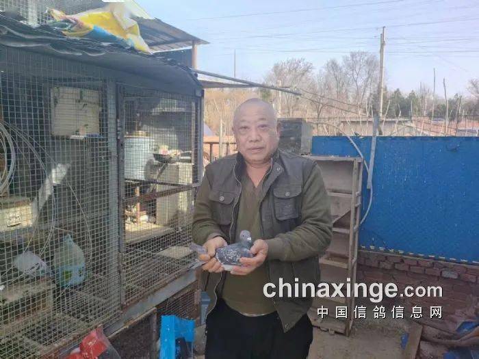 鸽讯京城名家争锋北京丰台300公里冠军风采照