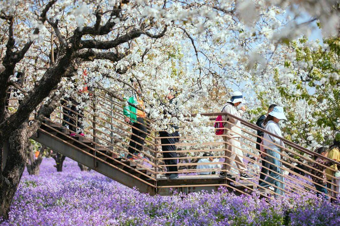 本月底,一定要来宿迁_兰会_梨花_三台山
