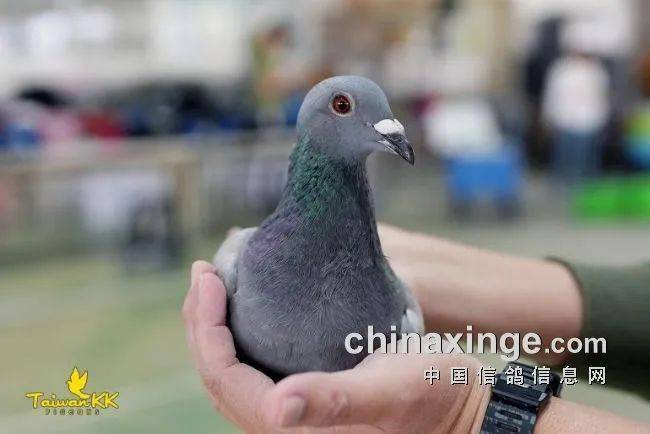 鸽讯归巢率仅2两羽台湾南海双关综合鸽王
