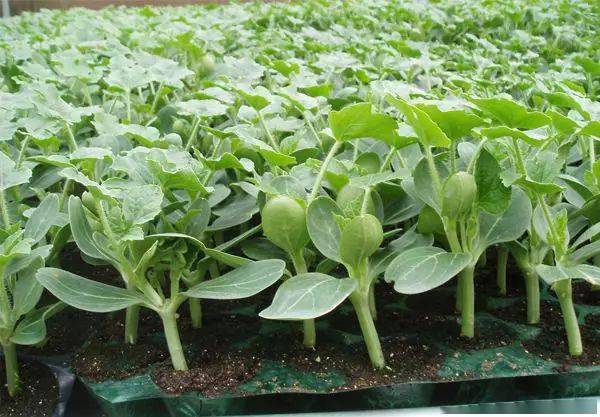 西瓜育苗全套技术分享