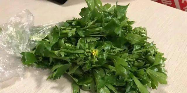 赵先生一家食用的野菜名叫石龙芮,长得很像水芹菜,含剧毒