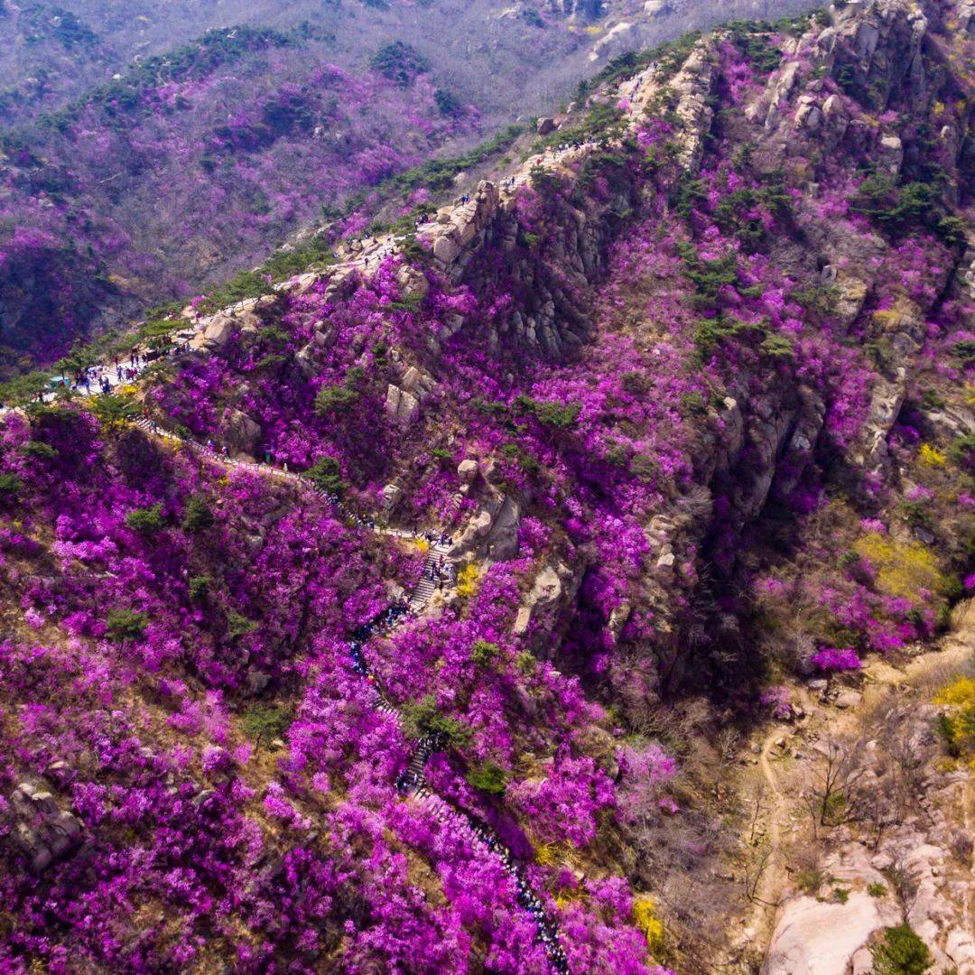 交织在一起,浓淡相宜,远远望去,漫山遍野的杜鹃将整个山都染成紫色