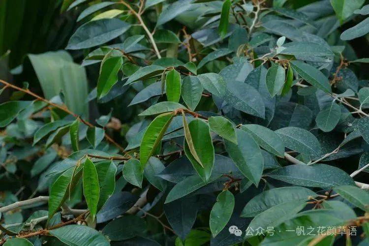 《美国农业与食品化学杂志》上,有用它的树叶制作对付糖尿病和关节