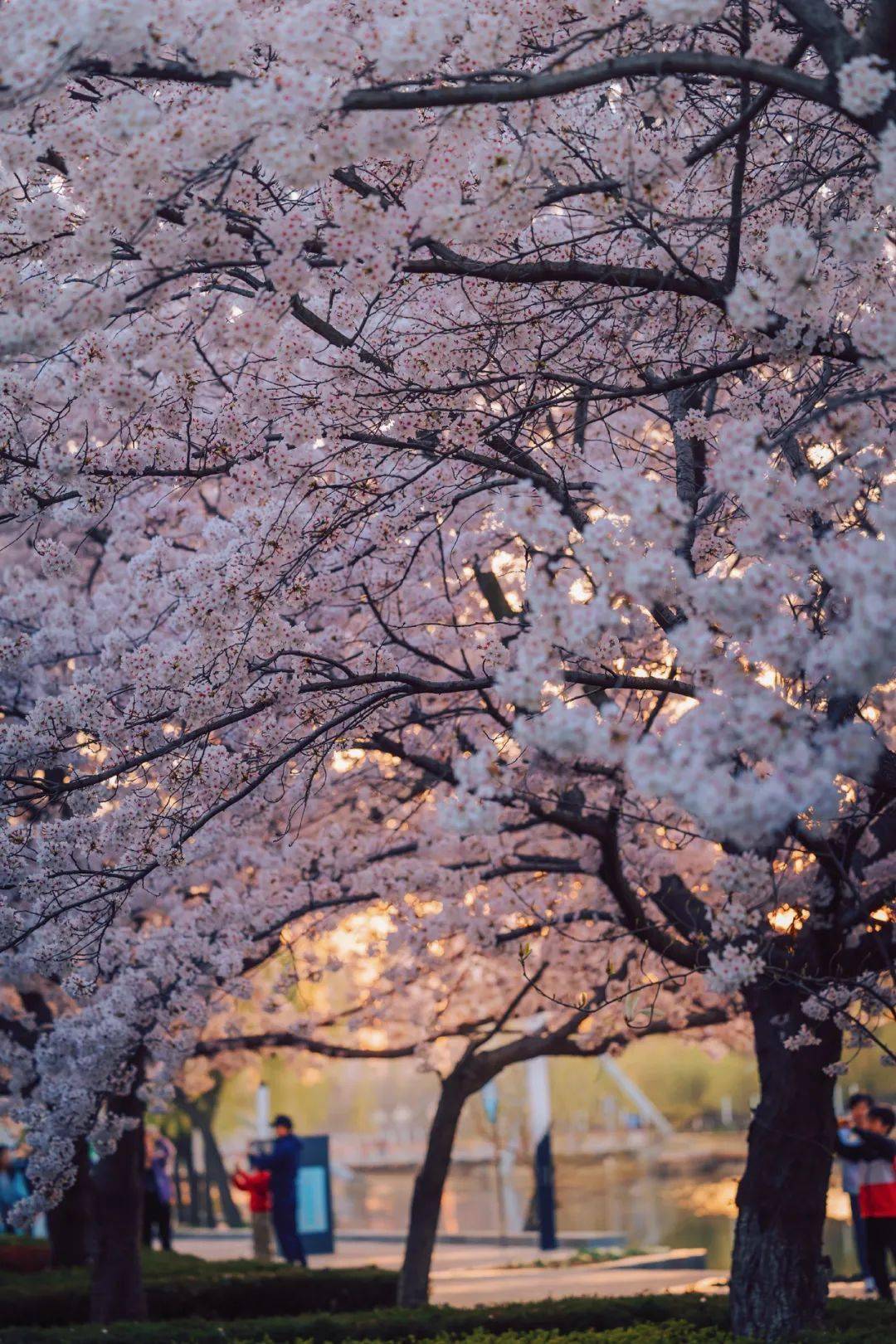 收藏青岛2024花海预报来了